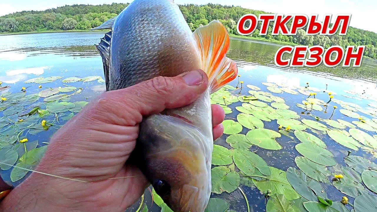 ОТВОДНОЙ ПОВОДОК и СЪЕДОБКА сделали рыбалку. ХОРОШИЙ ОКУНЬ открыл сезон спиннинга на ОКЕ.