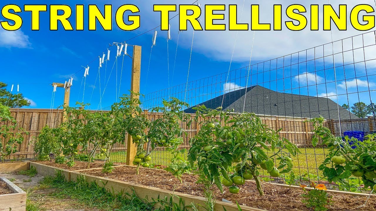 The BEST Method Of Tying Tomatoes: String Trellis Tomatoes