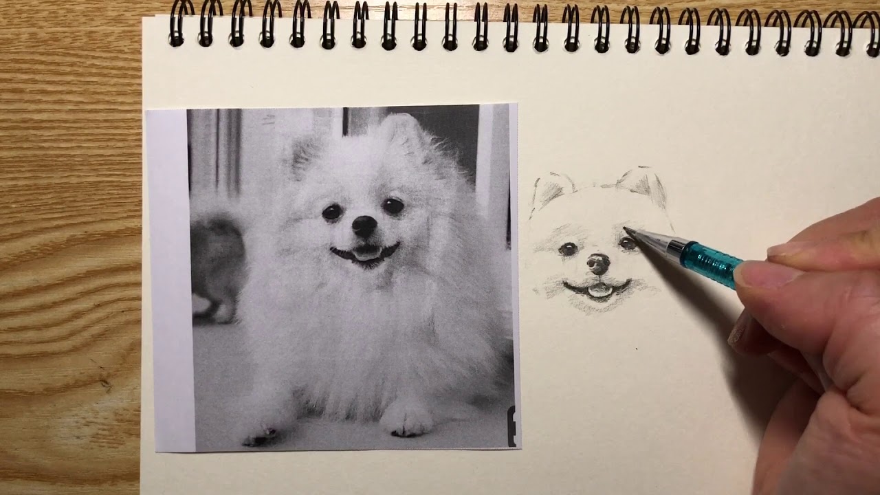 포메라니안그리기:)