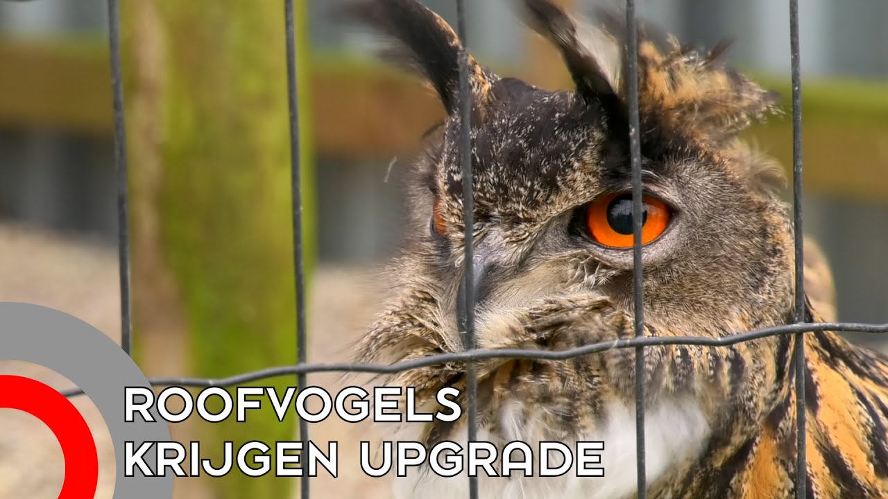 Upgrade voor de roofvogels van Falconcrest