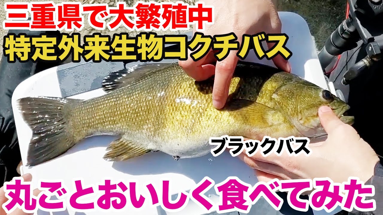 三重県で大繁殖中のコクチバスを丸ごとおいしく食べてみた