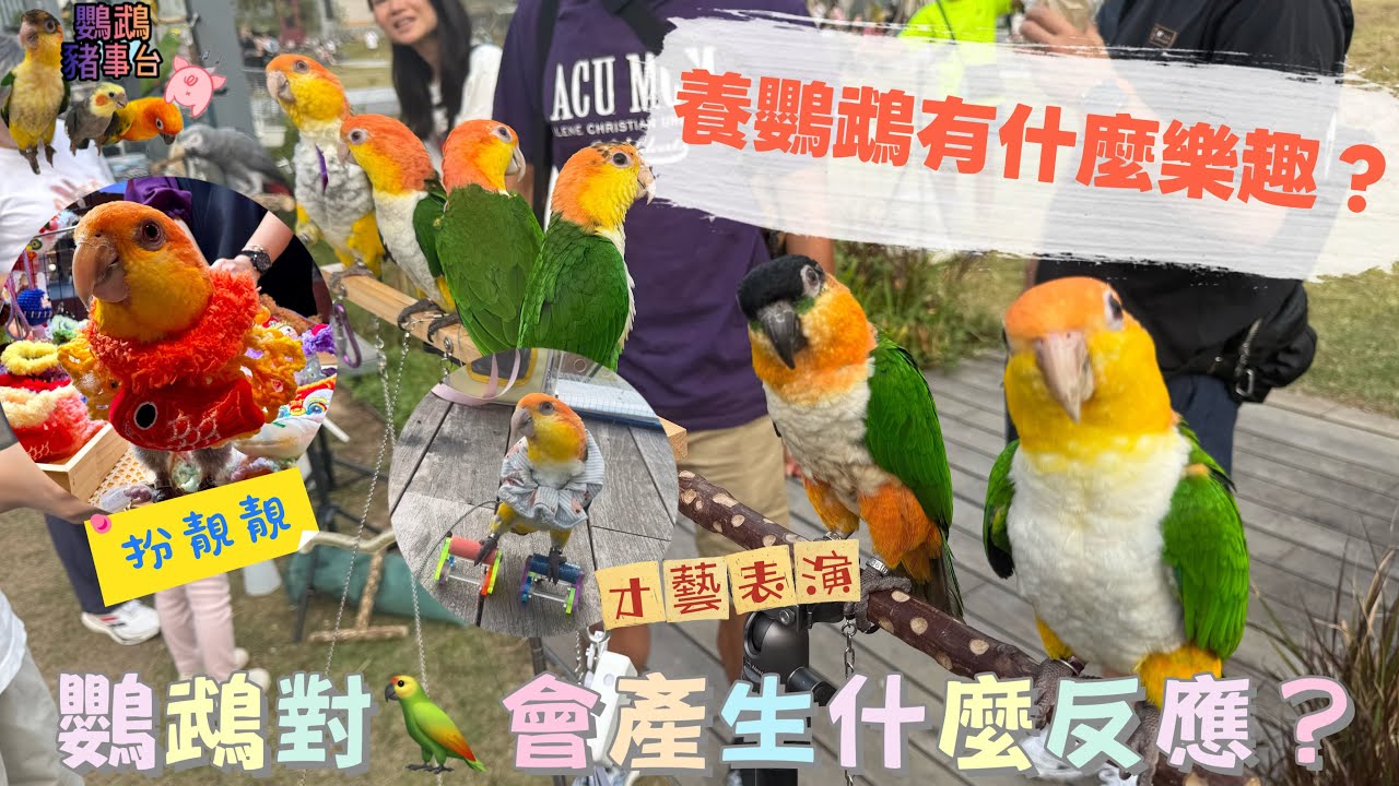 《鸚鵡豬事台》養鸚鵡有什麼樂趣？鸚鵡對🦜會產生什麼反應？首次七仔外出才藝表演🎤