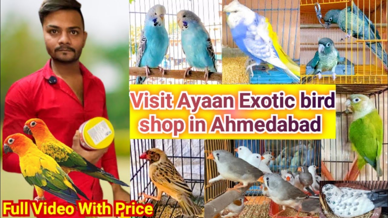 Visit Ayan exotic bird shop # Ahmedabad unique pet shop # Helicopter Budgies price in Ahmedabad