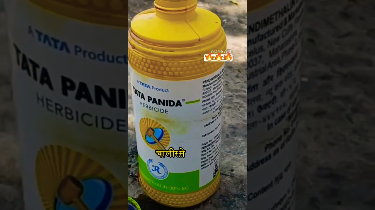 Best Kharpatwar Nashak: Tata Panida ka Magic! ✨ 