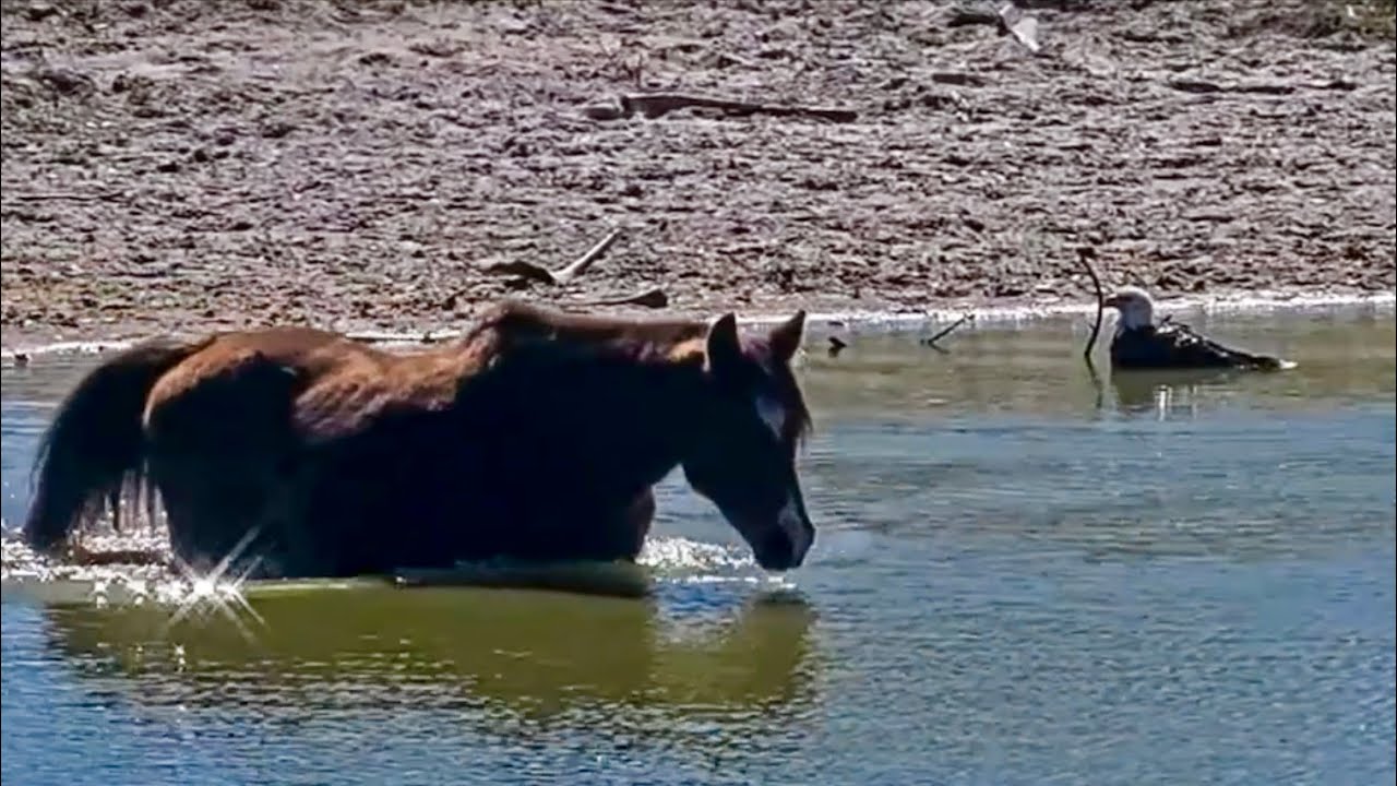 SWFL Eagles 2-5-26.  M15, Mr. Personality, BATHES WITH A HORSE, Greeted by the DUCK-DUCK-DUCKS! 🦅🏝️🛁