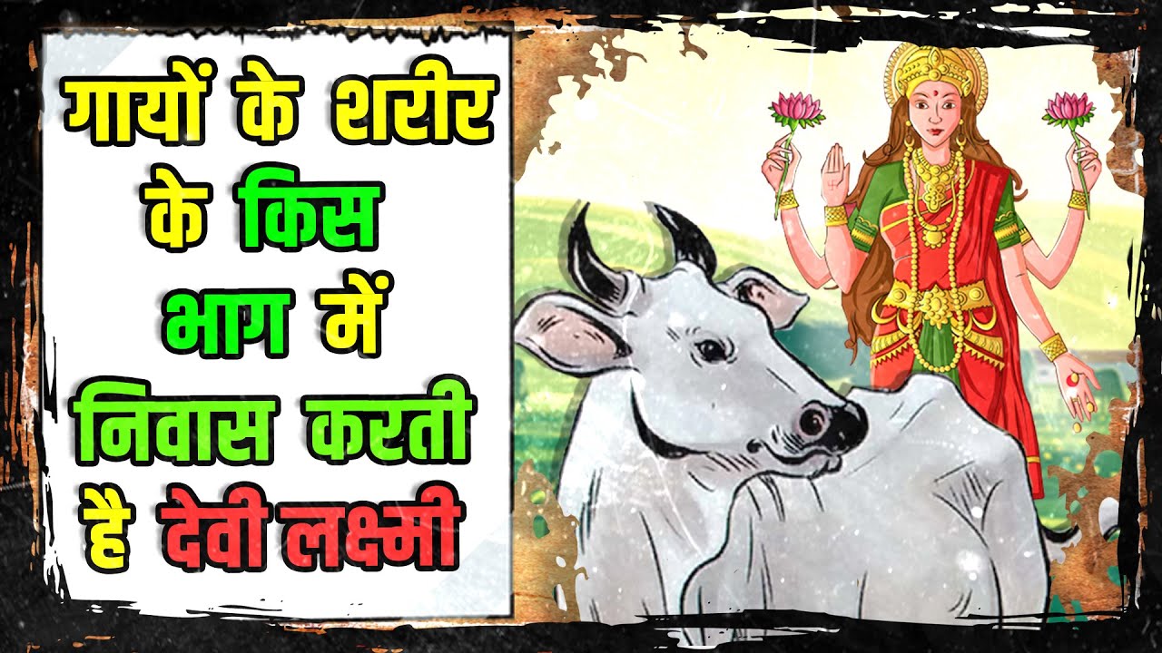 गाय के गोबर और मूत्र से देवी लक्ष्मी का क्या सम्बन्ध है  | Do You Know ???
