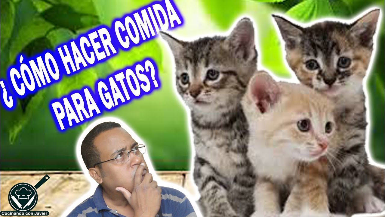 COMIDA para GATOS | Receta fácil y Consejos