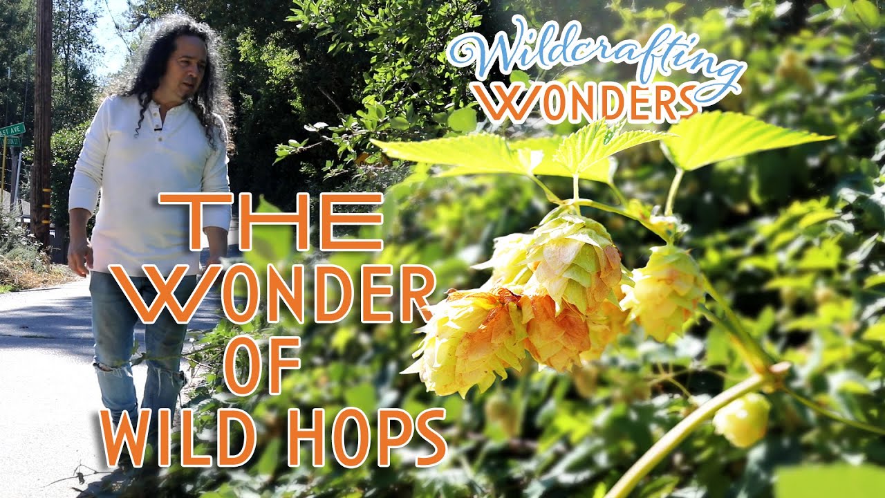 Wildcrafting Wonders: The Wonder of Wild Hops