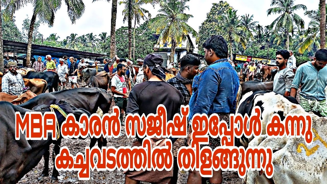 MBA കാരൻ സജീഷ് ഇപ്പോള് കന്നു കച്ചവടത്തിൽ അച്ഛനൊപ്പം സജീവമാണ്..🐄🧔