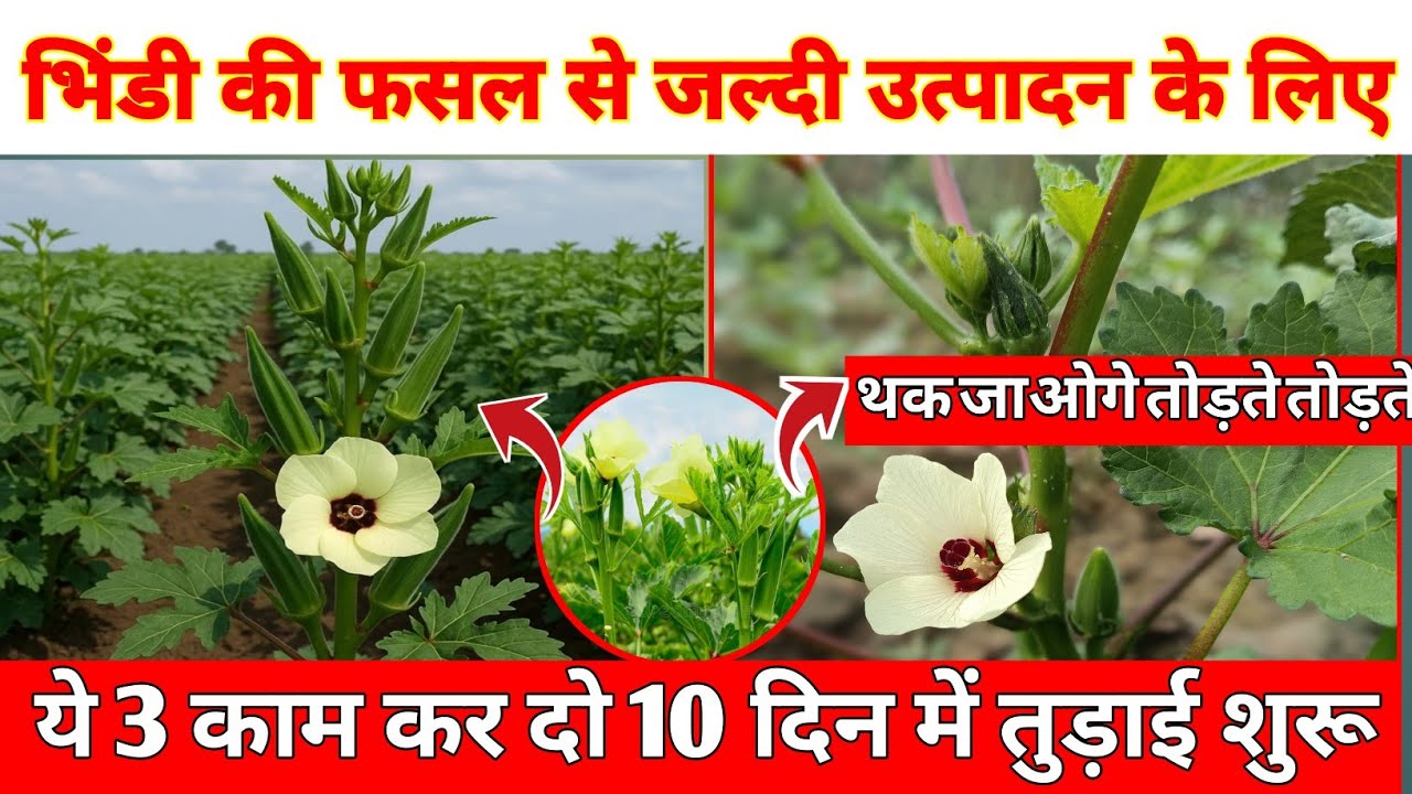 भिंडी में जल्दी फल फूल लेने के लिए यह खाद डालें 1 हफ्ते बाद फल फूल देना शुरू हो जाएगा डालने का तरीका