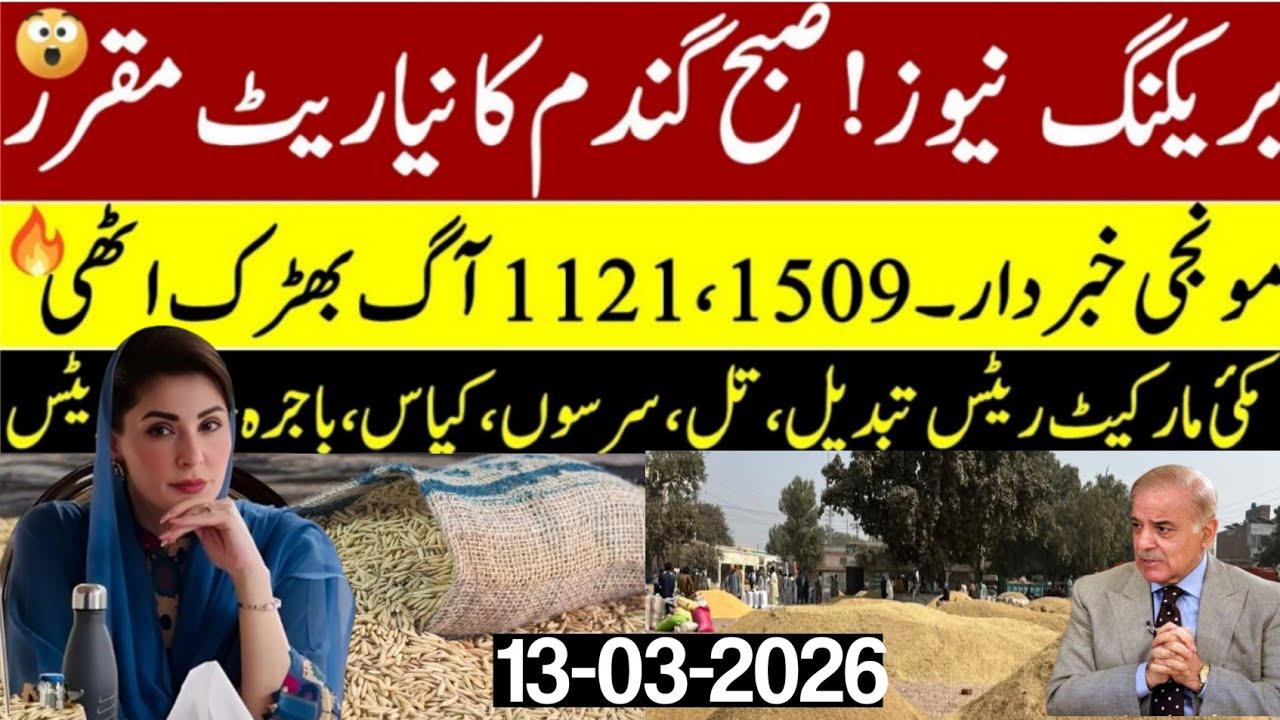 Today Wheat Price in Punjab 😲 | گندم کے ریٹ میں بڑی خبر | Mandi Rate 2026