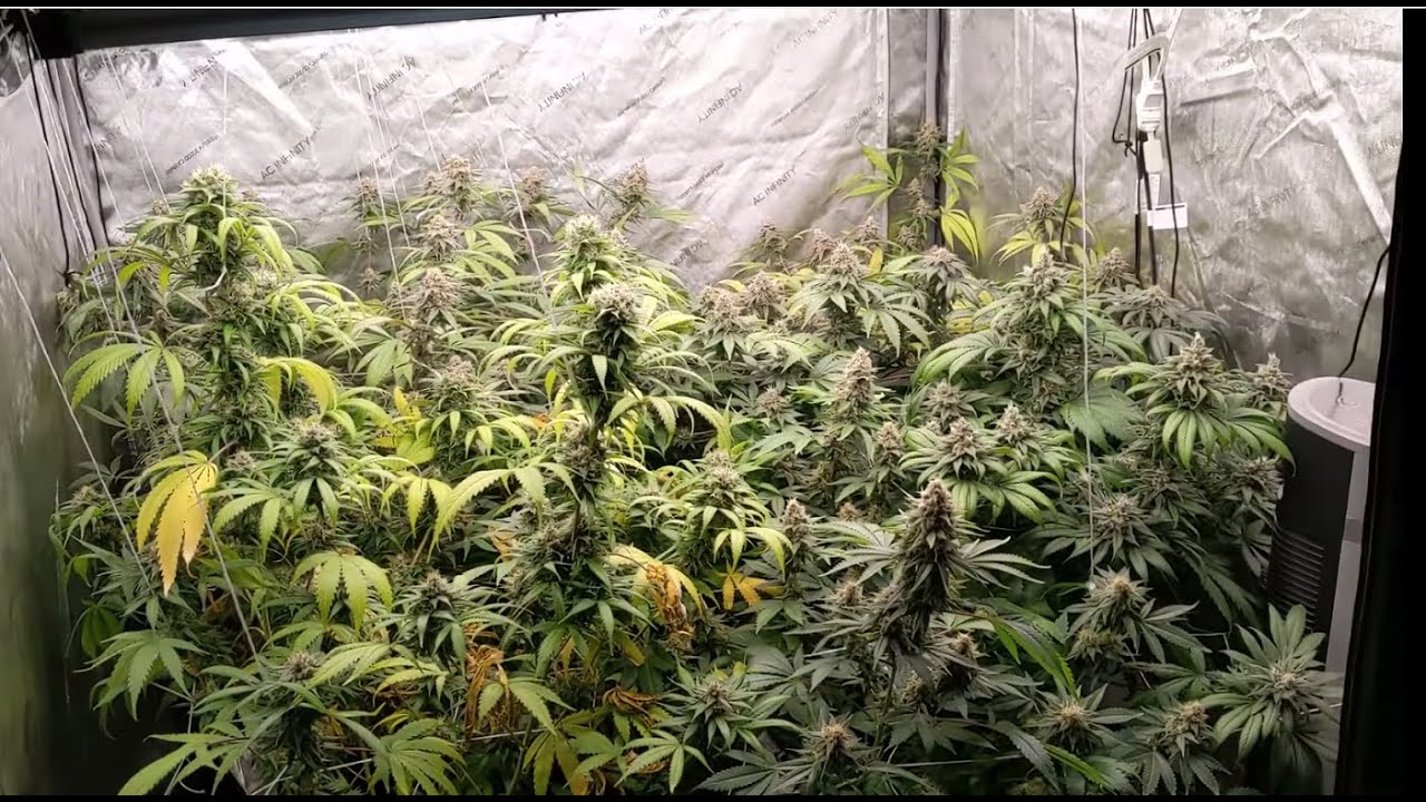 End of week 7 flower Mimosa and Compare grow