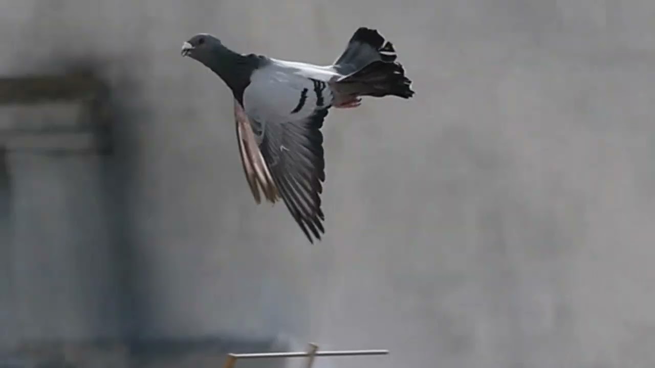 buchon jiennense de vuelo hnos Oscar e ito