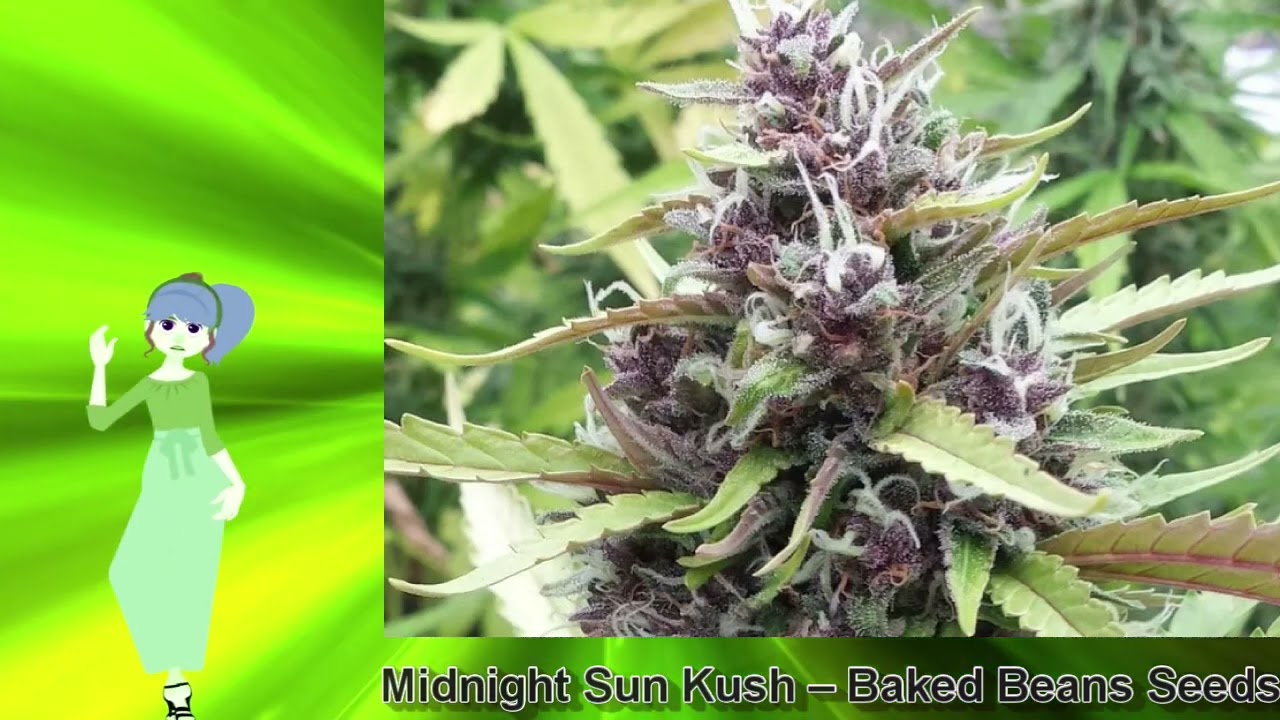 Midnight Sun Kush &ndash; Baked Beans Seeds