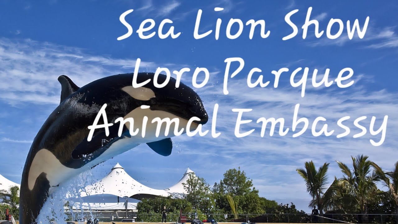 Sea Lion Show Loro Parque Animal Embassy 8th June 2025