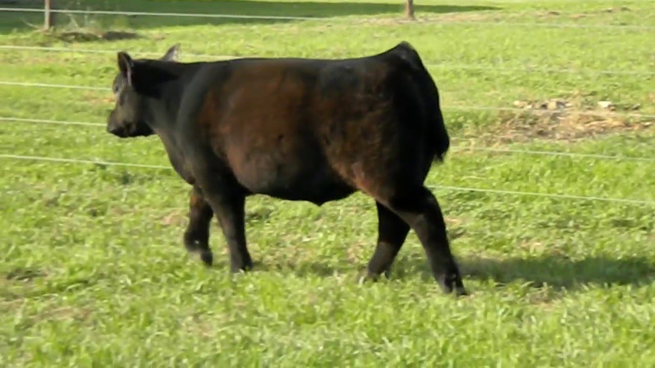 LOT4  ANTE UP 2018