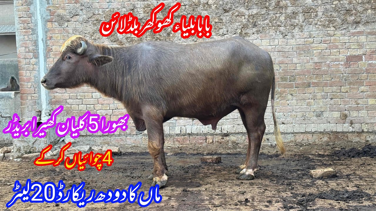 کھوکھر بلڈلائن کا کھیرا جھوٹا براۓفروخت 20فروری | Top Nilli High Milking buffalo Bredar for sale 