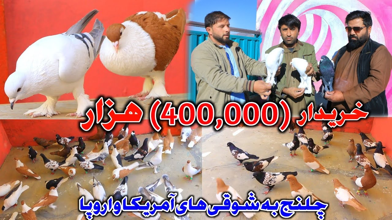 کفتر که در هیچ جای نیست- خریدار( 400,000) هزار | چلنج نجیب زورخانه به شوقی های اروپا و آمریکا
