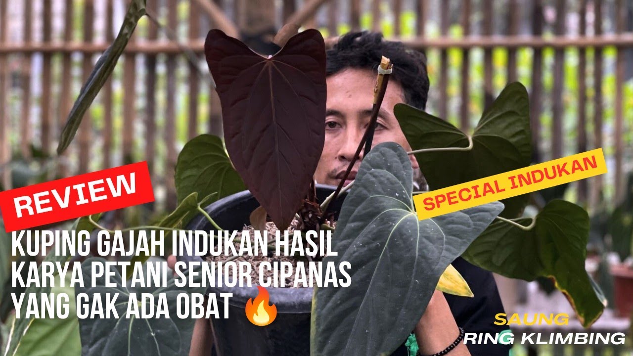 Part 3 Review Anthurium Kuping Gajah Indukan Di Tempat Om Ring Klimbing Yang Asli Hedon Hedon🔥