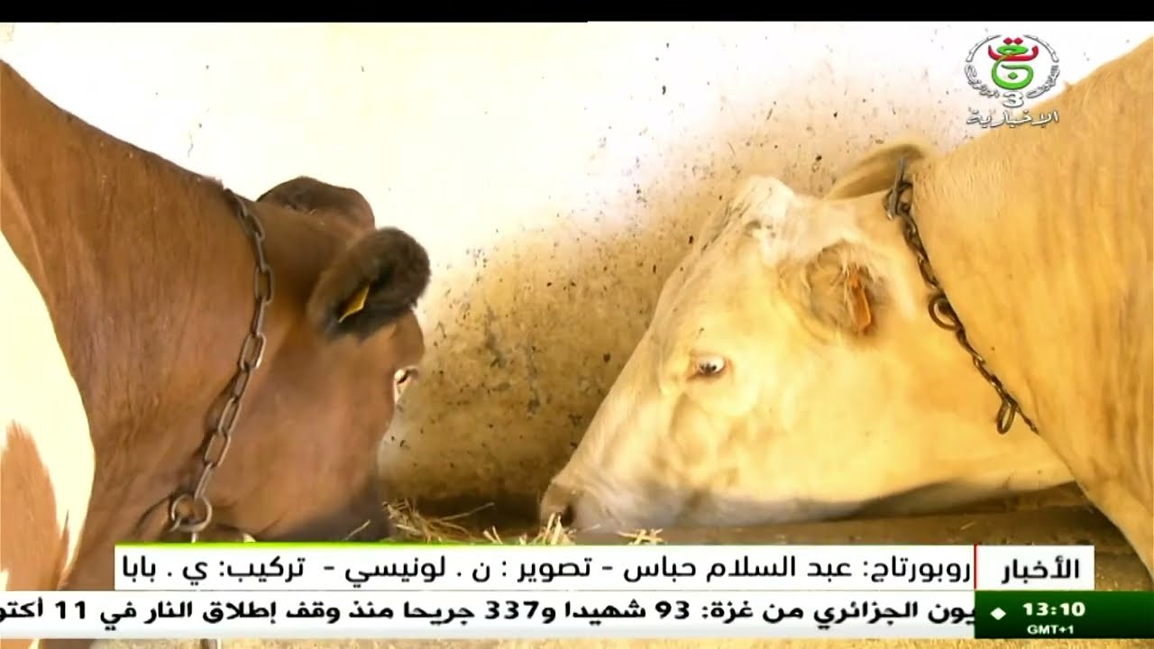 البويرة - فلاحة | عقود امتياز .. في إطار تسوية العقار الفلاحي