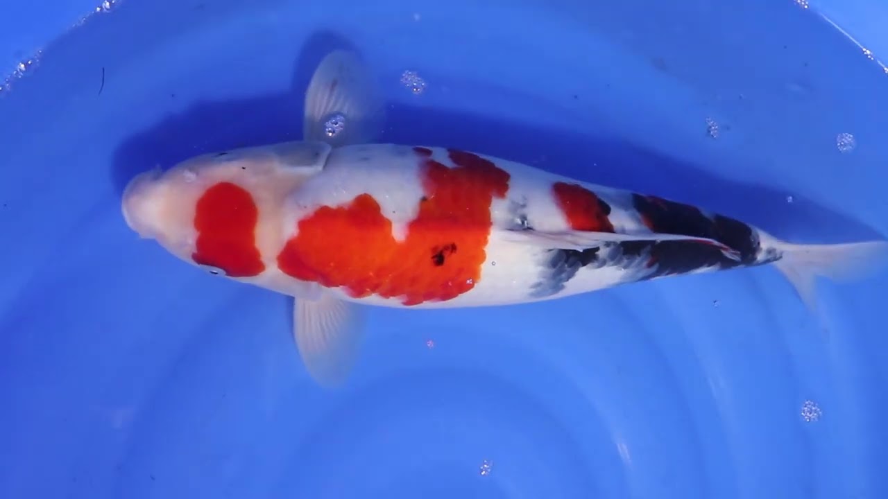 Jumbo Nisai Ooya - Showa - Aquakoi