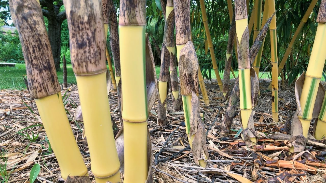 Phyllostachys vivax Huanghwenzu Inversa