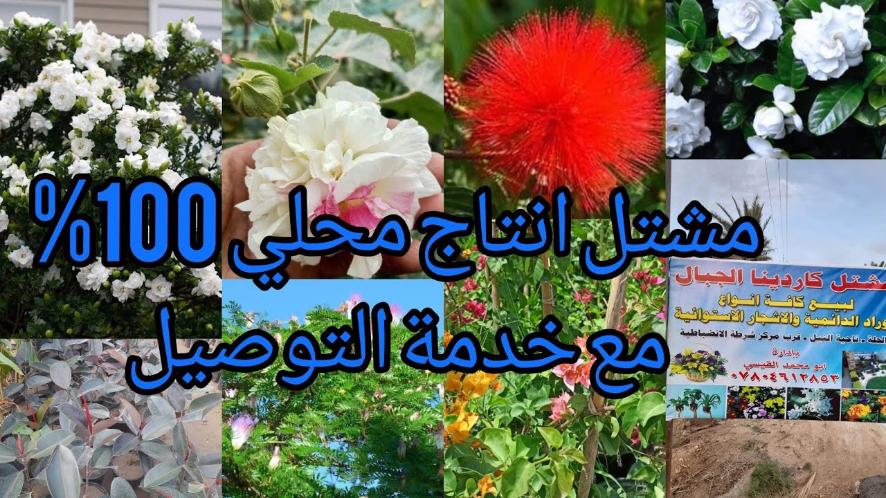 مشتل گاردينيا الجبال نباتات متنوعة مع خدمة التوصيل العراق 🇮🇶 بابل ‏‪0780 461 2853‬‏ الاسعار بالفيدو