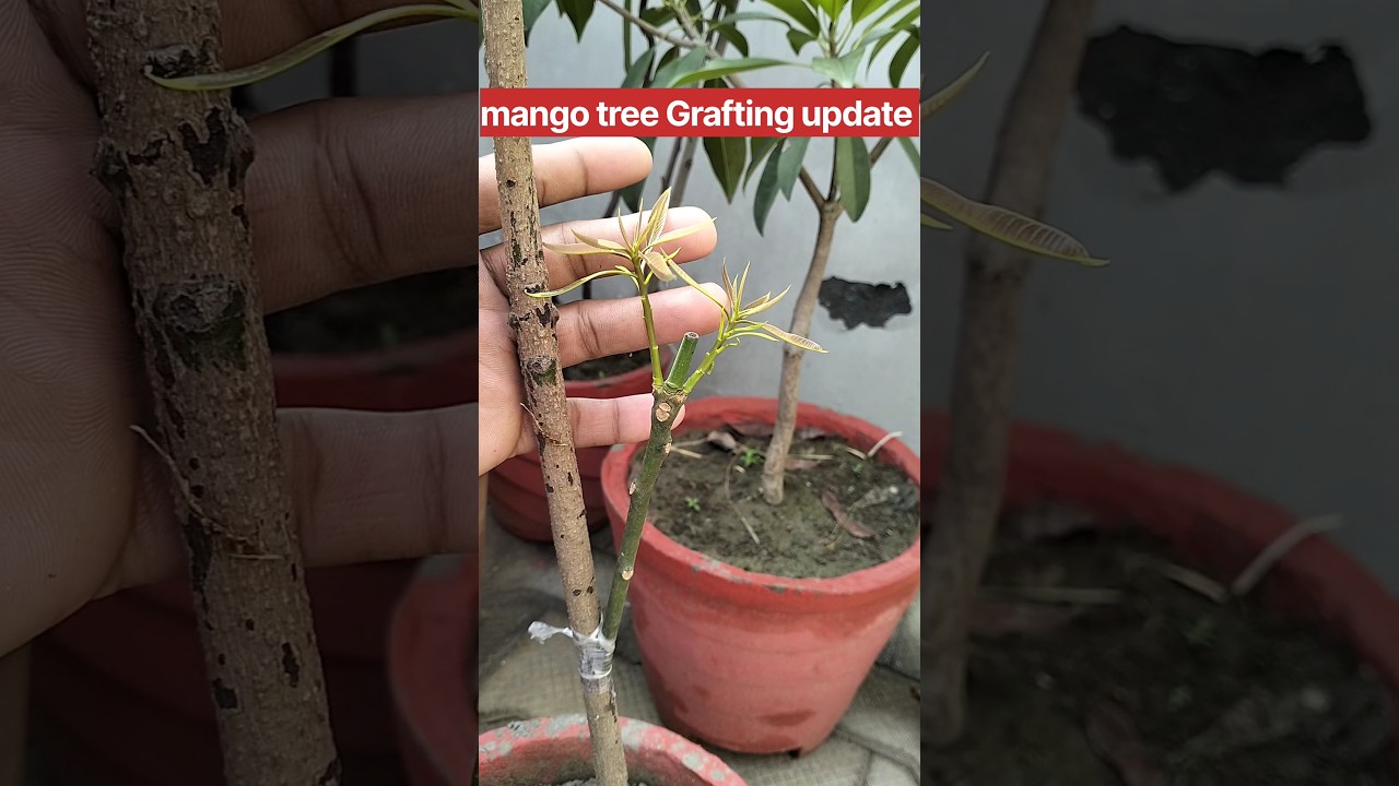 Mango tree Grafting|#shorts#gardening#mangografting #mango#graft #plants #how #garfting#localgarden