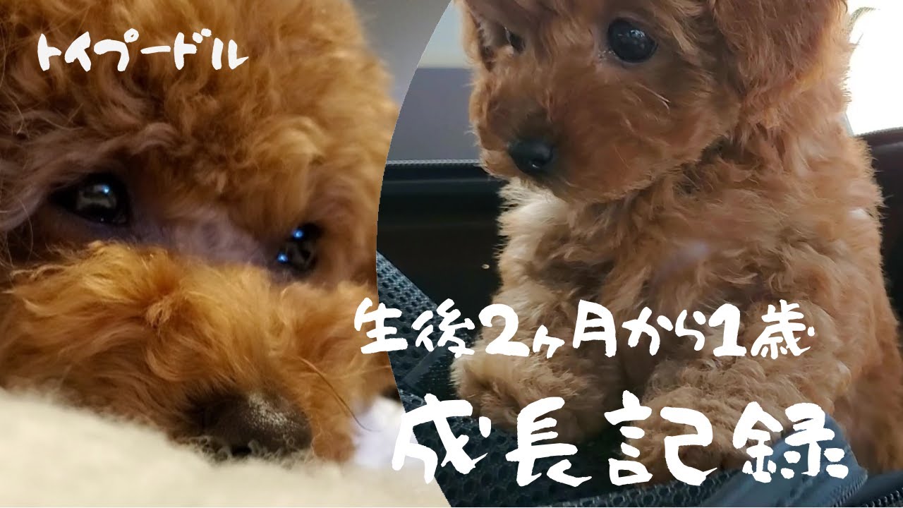 トイプードル子犬が成犬になるまでの成長記録【生後2ヶ月～1歳】