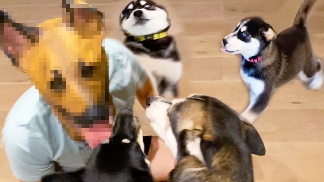 Puppies meet their Dad for the First Time!