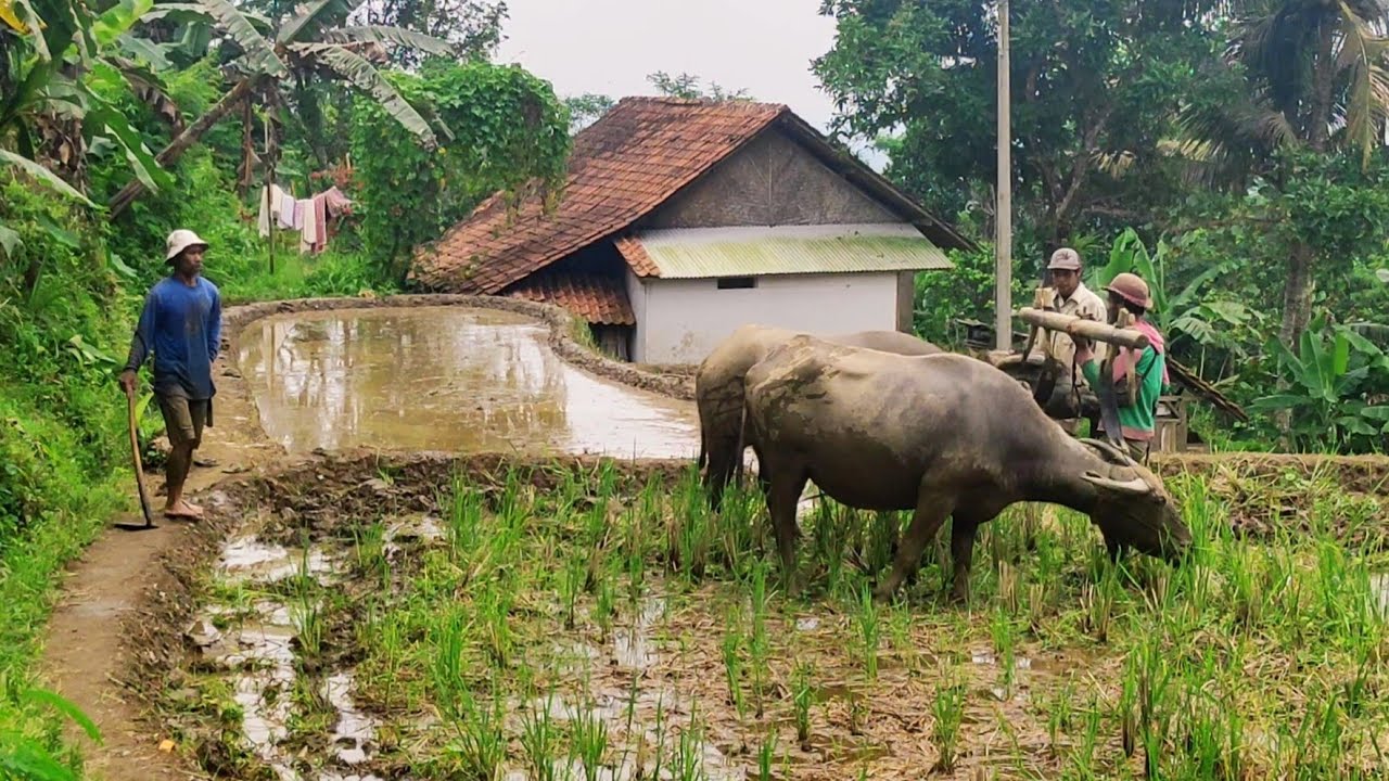 Perkampungan ASRI di Lereng Pegunungan | Bajak Sawah pakai kerbau