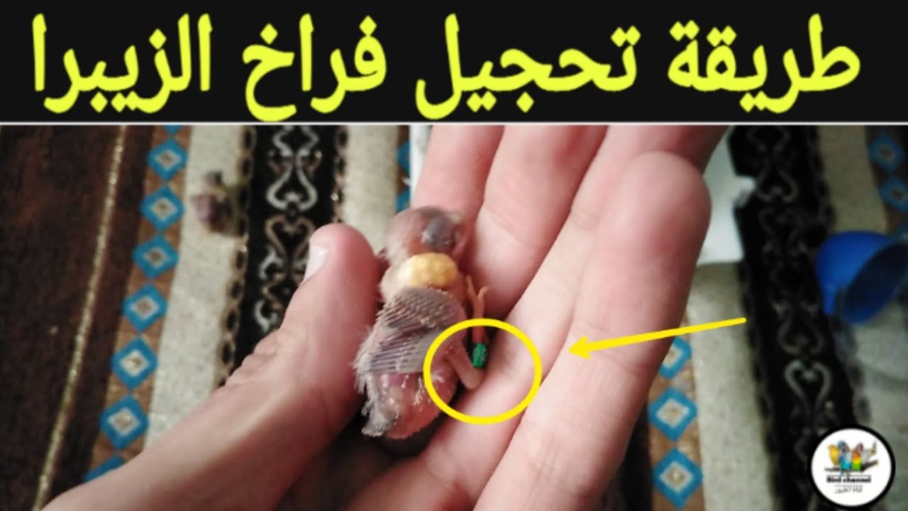 تحجيل فراخ الزيبرا انتاج 2019