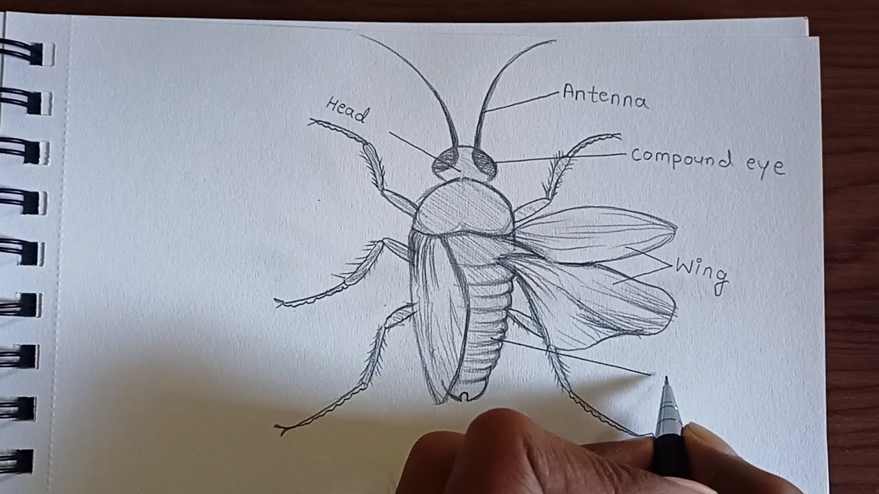 how to Draw a Cockroach 🪳 (Diagram)