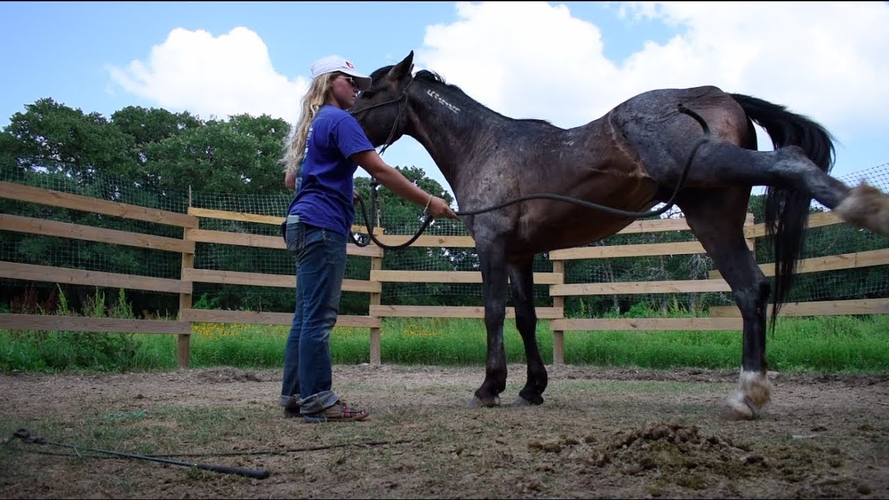 Day Two with Mustang Jude - gentling and training a BLM mustang
