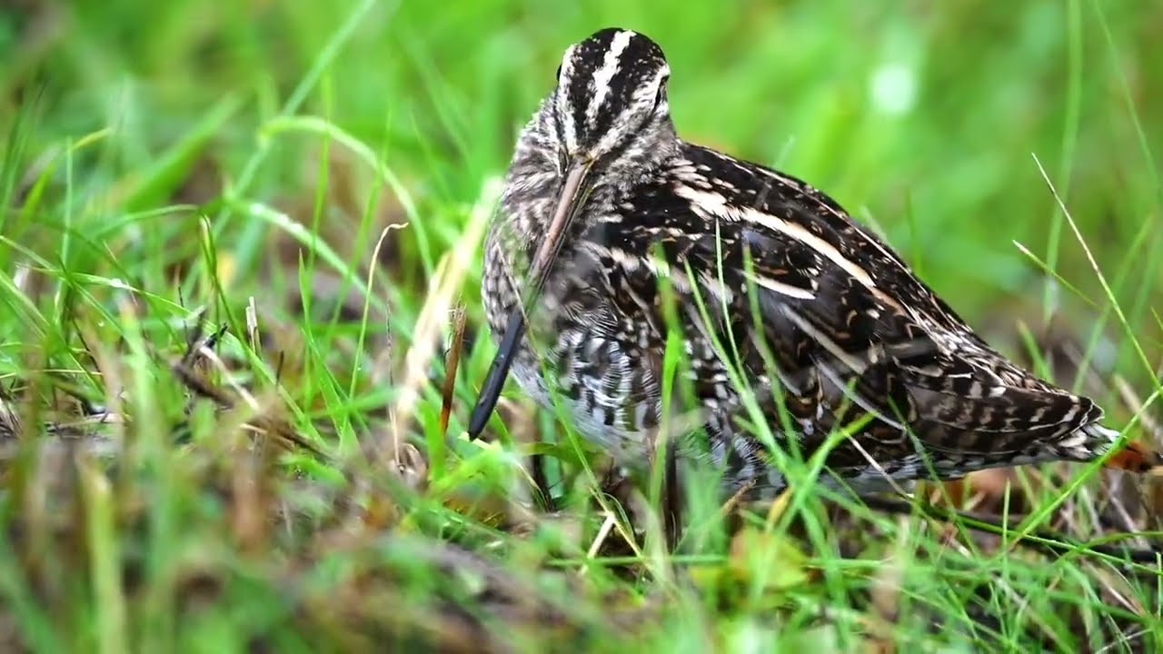 Bécassine des marais (Gallinago gallinago)