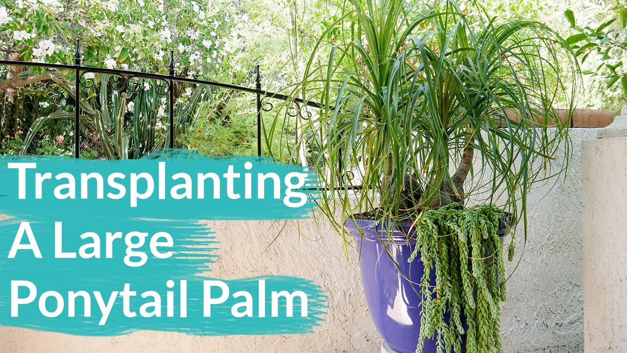 How To Transplant A Large Ponytail Palm / Joy Us Garden