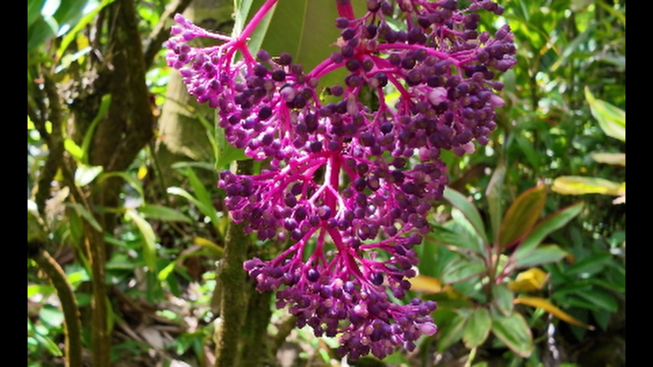 Hawai‘i Tropical Botanical Garden: Vibrant Blooms & One Very Photogenic Lizard