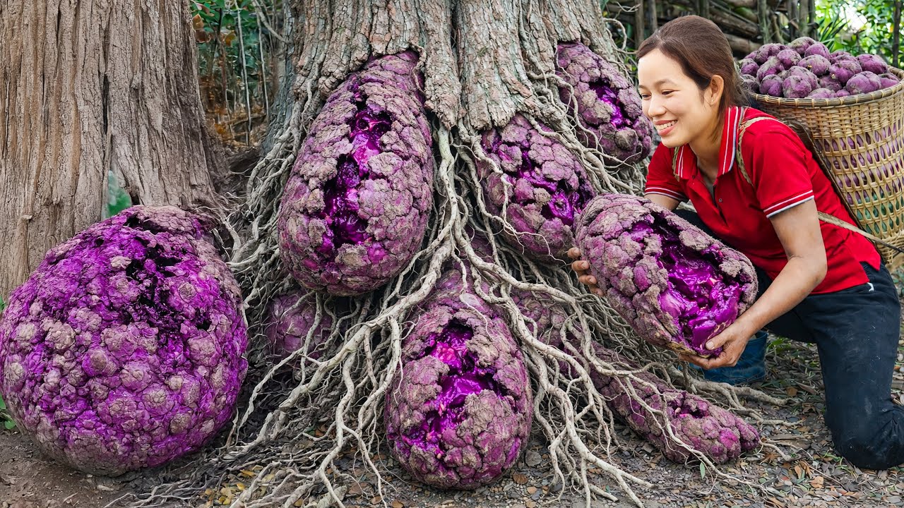 Harvesting Unusual Colored Wild Yam Cooking Boiled Yam | Selling Out Fast at the Village Market