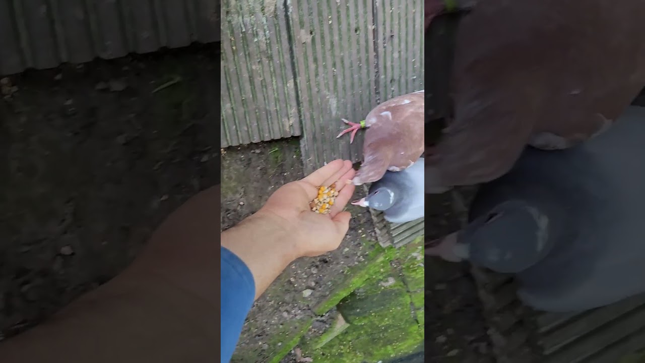 Brieftauben,  meine neuen Freunde, Race Pigeons, my new Friends, Palomas mias nuevas