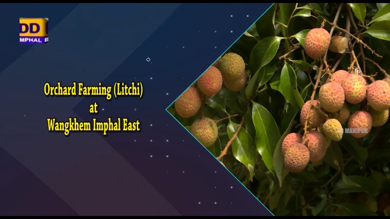 Agriculture Programme | Orchard Farming (litchi) at Keirao Wangkhem