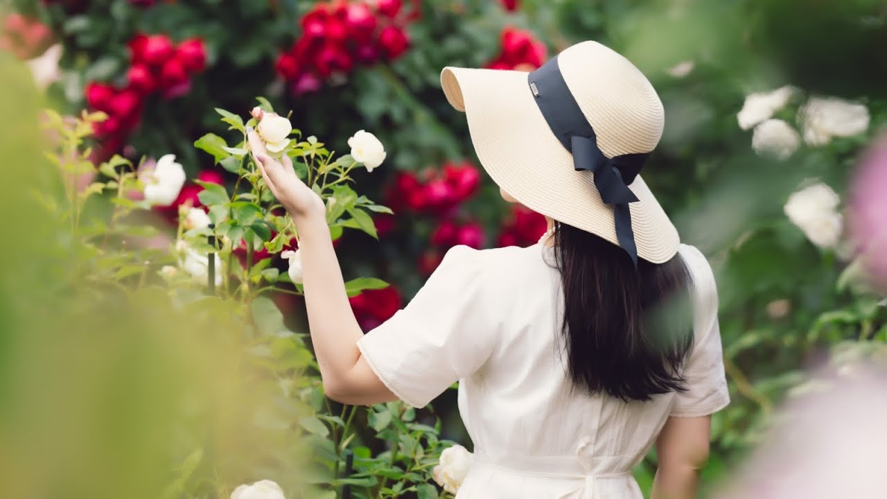Why You Should Have A Florentina Climbing Rose from Kordes.