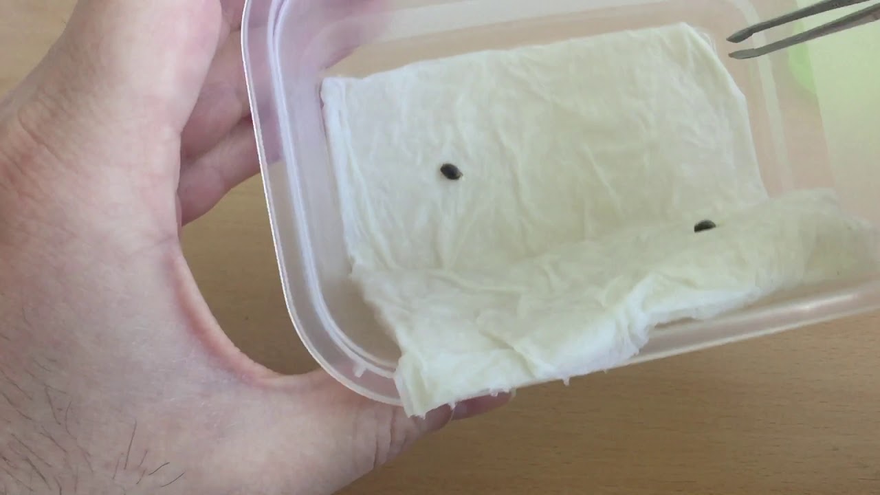 [Day: 3] Royal Queen Seeds QUICK ONE and ROYAL CREAMATIC Auto flowering - Growing from Seed to Bud