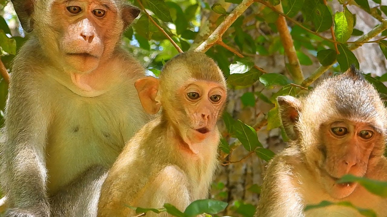 Cry cry cry asking food! Baby Elpida sit shout crying beg team support some food by terrible hungry