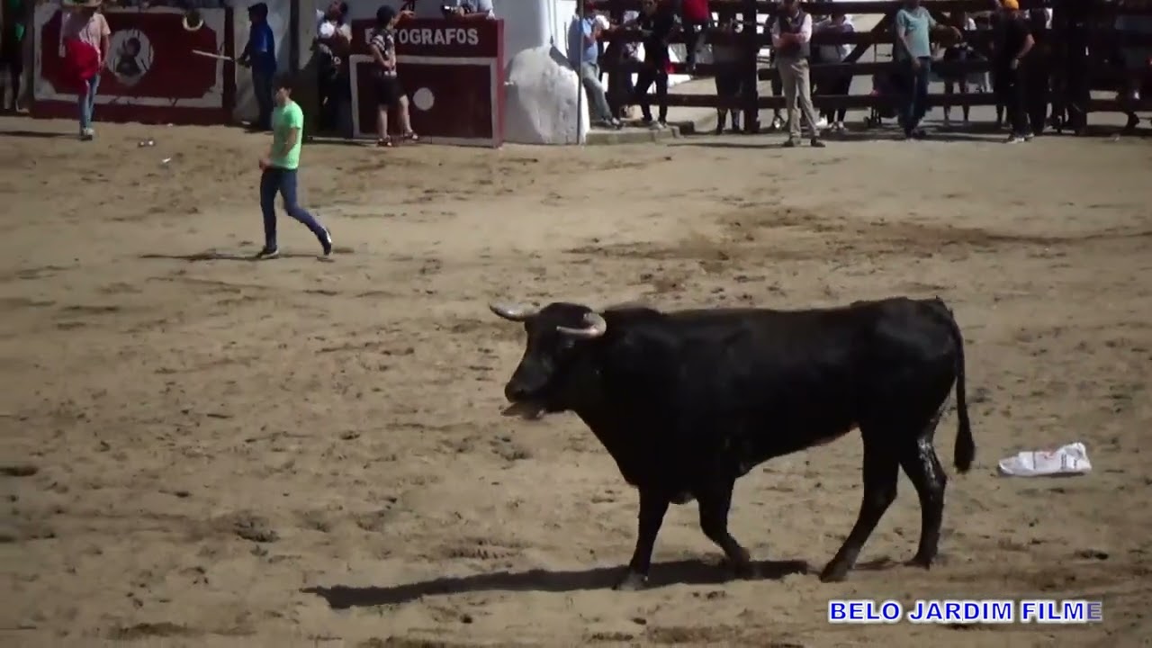 XV SEMANA TAURINA DE SAMORA CORREIA  PRIMEIRA LARGADA DE TOIRO SÁBADO  A TARDE DIA7 DE MAIO 2022