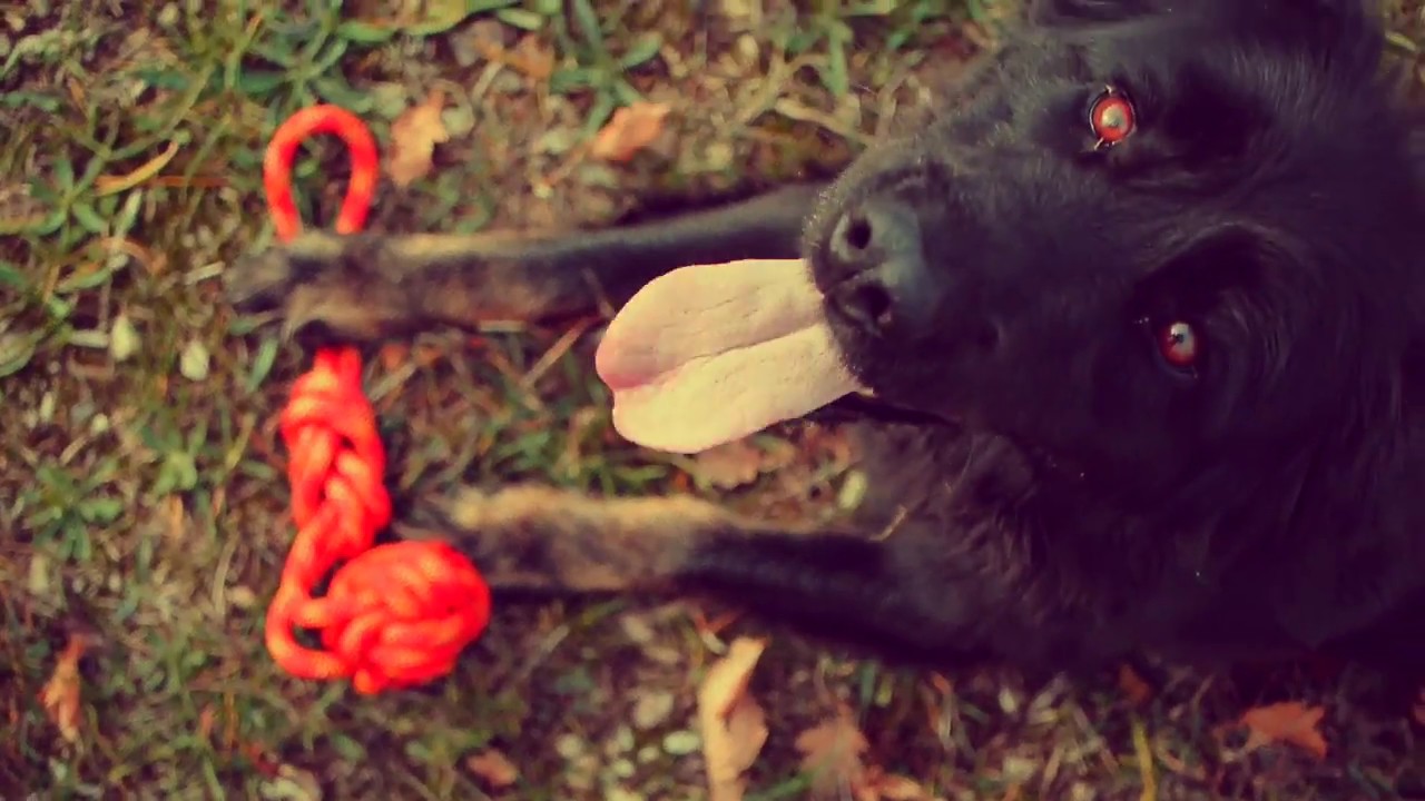 TAMER Hundeaccessoires