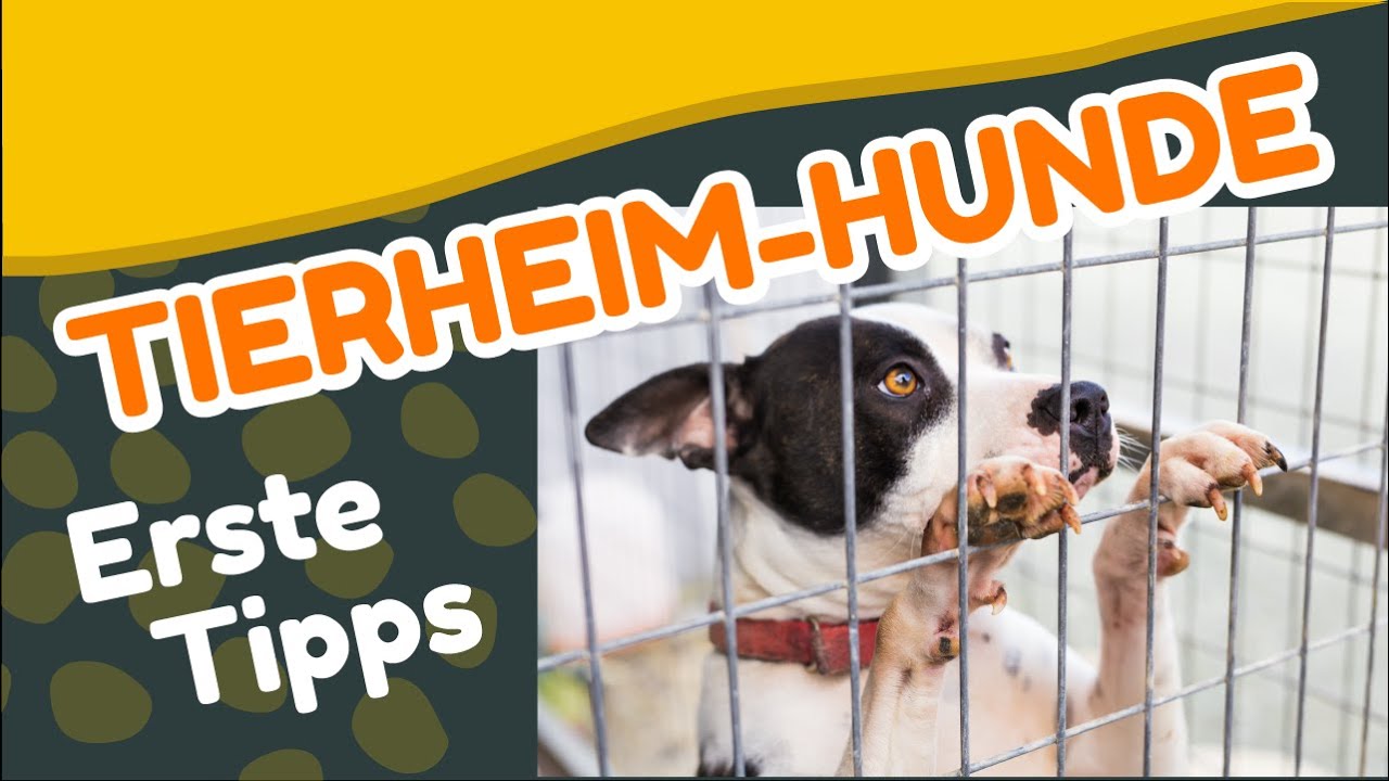 Hunde aus dem Tierheim - DAS musst du wissen! [Training #45] (2021)