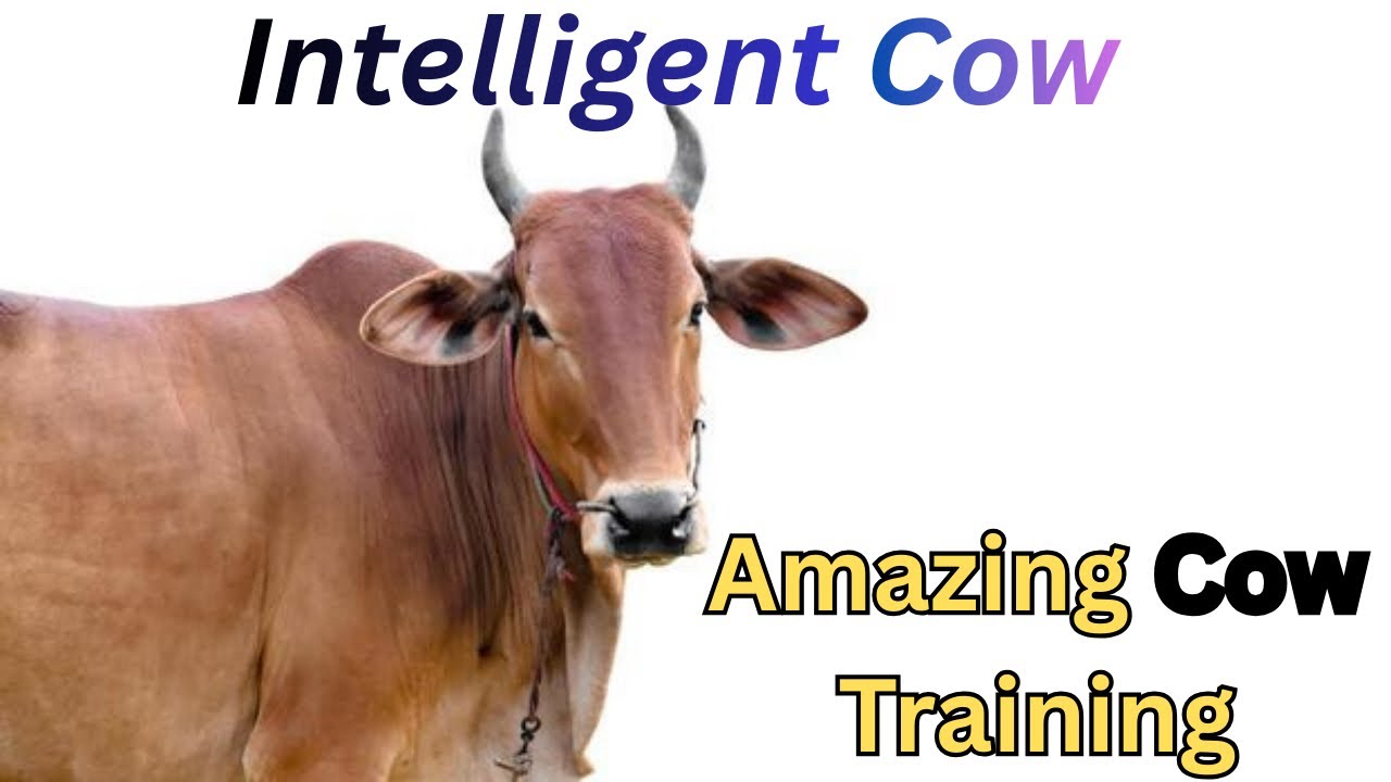 Itni Training Di Hai Is Cow Ko Bilkul Insano jesi Samajh | Best Wanda Quality Intake | Wanda Method 