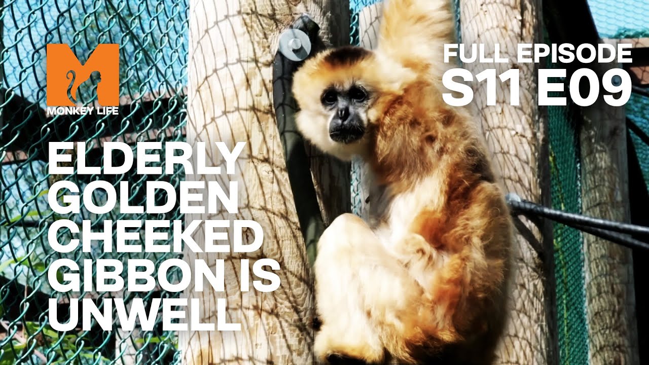 Elderly Golden Cheeked Gibbon Alex Needs A Vet | Season 11 Episode 9 | Full Episode | Monkey Life