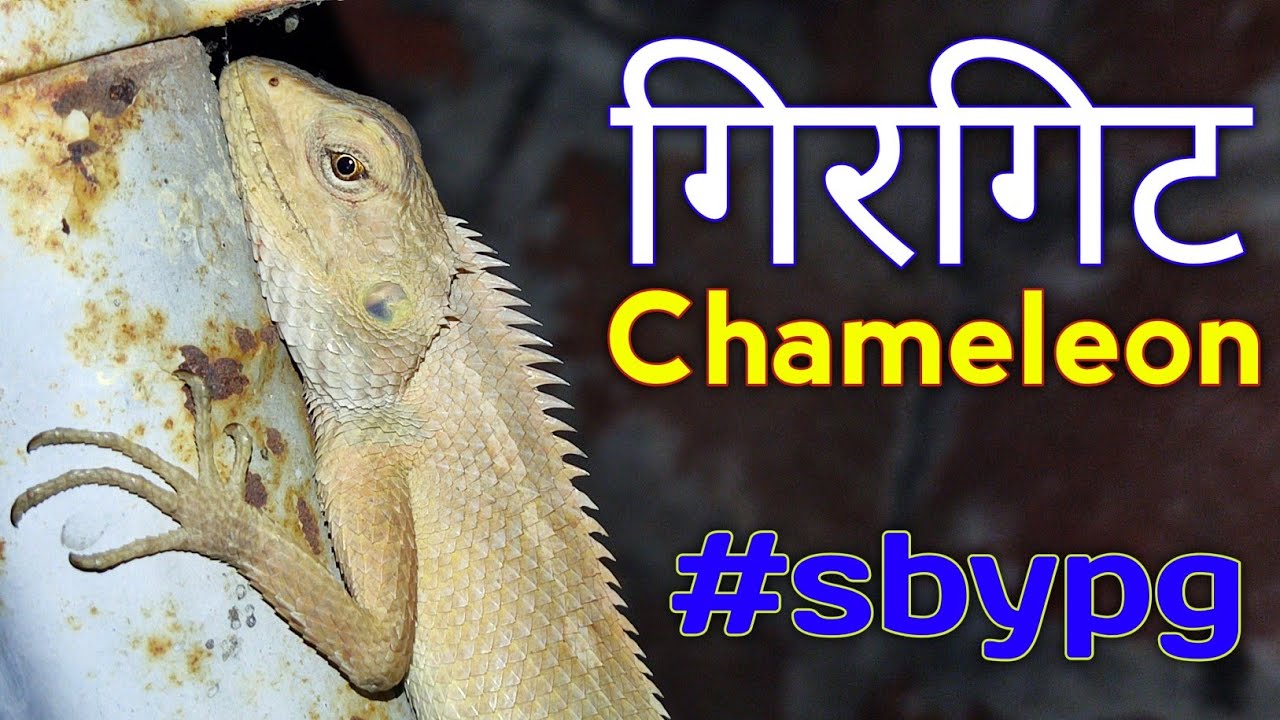 Indian Chameleon | Girgit |  Shot by Prince Gupta