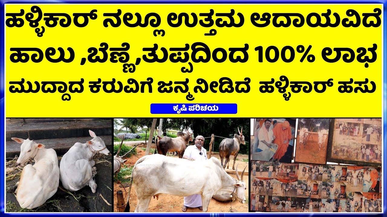 hallikar breed in kannada ramanagara | Hallikar cows | Hallikar stud bulls  ಹಳ್ಳಿಕಾರ್ ನಲ್ಲೂ 100% ಲಾಭ